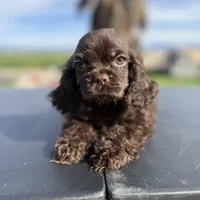 Twix , a male Cocker Spaniel for sale in Bakersfield, CA – Photo 1 of 3