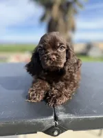 Twix , a male Cocker Spaniel for sale in Bakersfield, CA – Photo 1 of 3