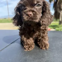Twix , a male Cocker Spaniel for sale in Bakersfield, CA – Photo 2 of 3