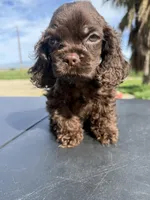 Twix , a male Cocker Spaniel for sale in Bakersfield, CA – Photo 2 of 3