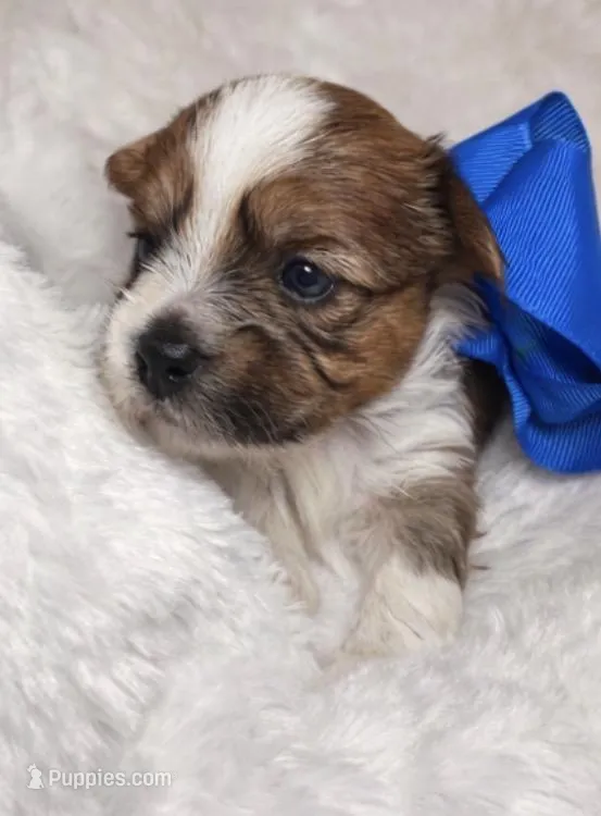 Prince  – Yorkshire Terrier puppy for sale in Concord, CA