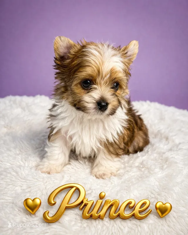 Prince  – Yorkshire Terrier puppy for sale in Concord, CA