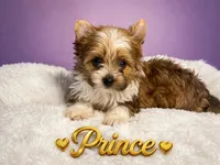 Prince , a male Yorkshire Terrier for sale in Concord, CA – Photo 2 of 10