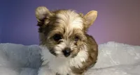 Prince , a male Yorkshire Terrier for sale in Concord, CA – Photo 7 of 10