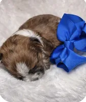 Prince , a male Yorkshire Terrier for sale in Concord, CA – Photo 3 of 4