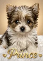 Prince , a male Yorkshire Terrier for sale in Concord, CA – Photo 4 of 10