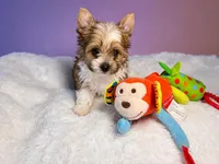 Prince , a male Yorkshire Terrier for sale in Concord, CA – Photo 10 of 10
