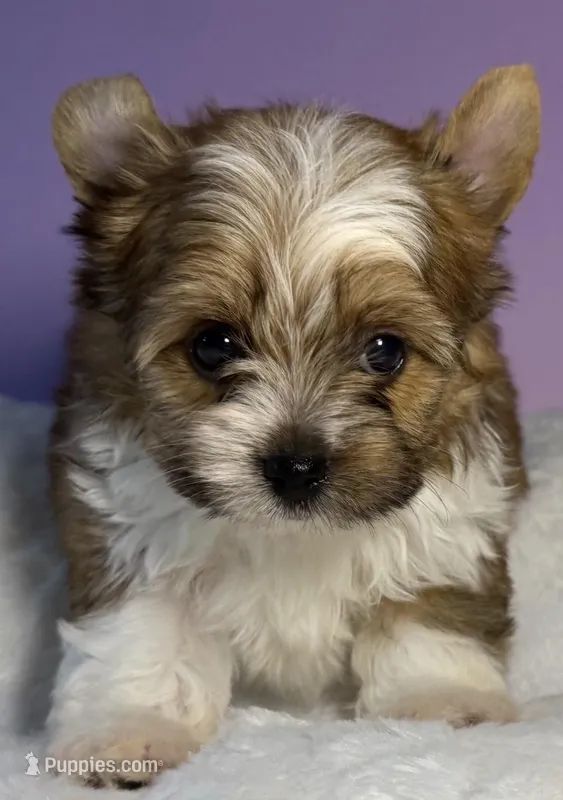 Prince  – Yorkshire Terrier puppy for sale in Concord, CA