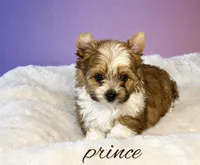 Prince , a male Yorkshire Terrier for sale in Concord, CA – Photo 9 of 10