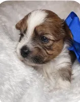 Prince , a male Yorkshire Terrier for sale in Concord, CA – Photo 4 of 4