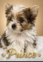 Prince , a male Yorkshire Terrier for sale in Concord, CA – Photo 3 of 10