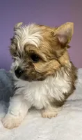 Prince , a male Yorkshire Terrier for sale in Concord, CA – Photo 8 of 10