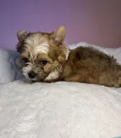 Prince , a male Yorkshire Terrier for sale in Concord, CA – Photo 5 of 10