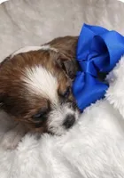 Prince , a male Yorkshire Terrier for sale in Concord, CA – Photo 2 of 4