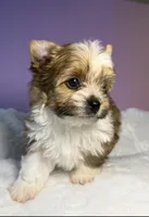 Prince , a male Yorkshire Terrier for sale in Concord, CA – Photo 6 of 10