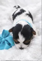 Romeo , a male Biewer for sale in Concord, CA – Photo 2 of 4