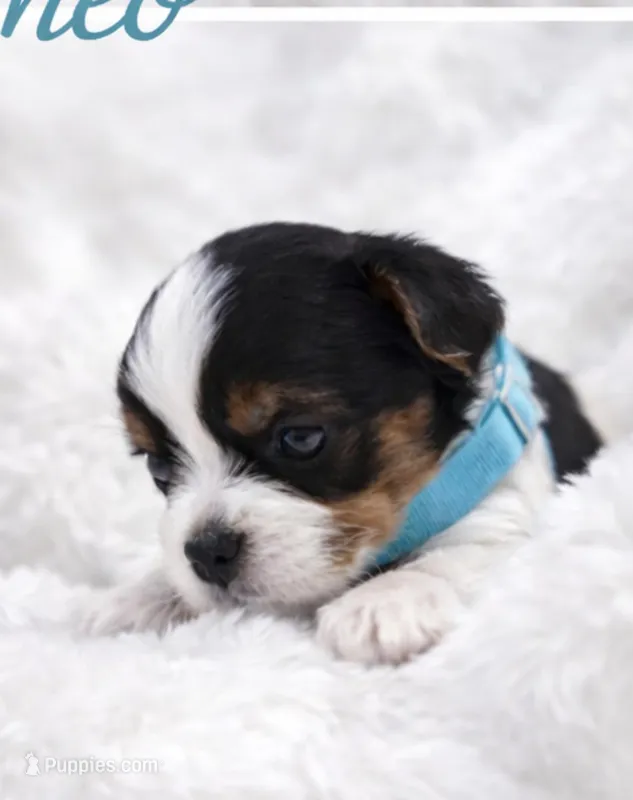 Romeo  – Biewer puppy for sale in Concord, CA