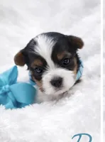 Romeo , a male Biewer for sale in Concord, CA – Photo 3 of 4