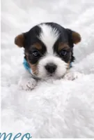 Romeo , a male Biewer for sale in Concord, CA – Photo 4 of 4