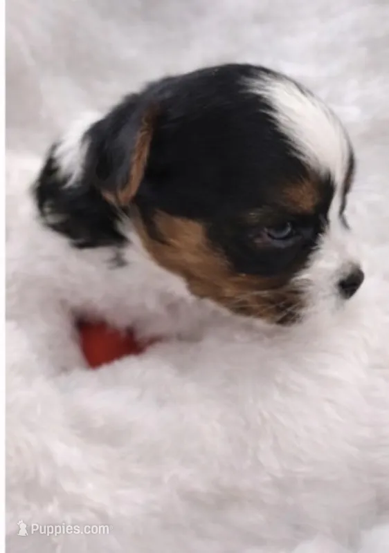 Rossie – Biewer puppy for sale in Concord, CA
