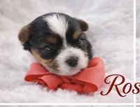 Rossie, a female Biewer for sale in Concord, CA – Photo 7 of 7