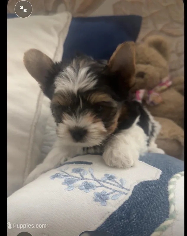 Rossie – Biewer puppy for sale in Concord, CA