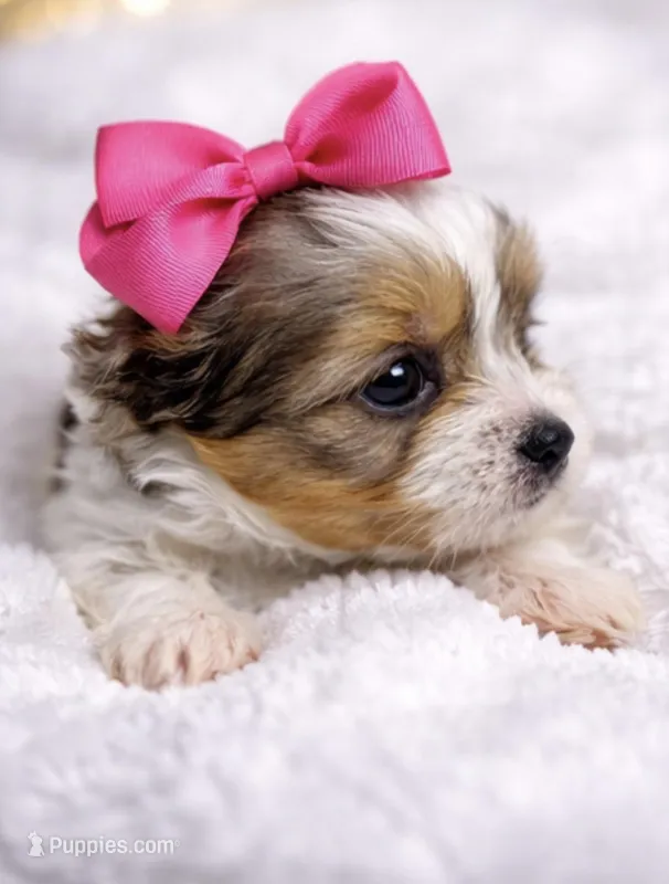 Honey, a female Yorkshire Terrier for sale in Concord, CA – Photo 1 of 4