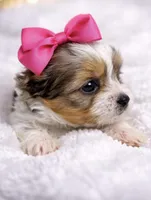 Honey, a female Yorkshire Terrier for sale in Concord, CA – Photo 1 of 4