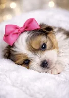 Honey, a female Yorkshire Terrier for sale in Concord, CA – Photo 2 of 4