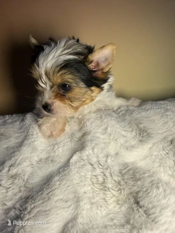 Honey – Yorkshire Terrier puppy for sale in Concord, CA