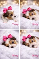 Honey, a female Yorkshire Terrier for sale in Concord, CA – Photo 3 of 4