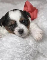 Ruby, a female Yorkshire Terrier for sale in Concord, CA – Photo 4 of 4