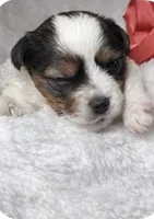 Ruby, a female Yorkshire Terrier for sale in Concord, CA – Photo 2 of 4