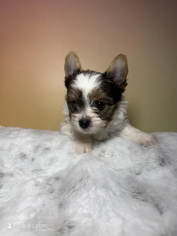 Ruby – Yorkshire Terrier puppy for sale in Concord, CA
