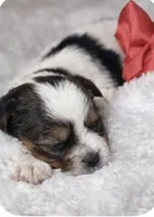 Ruby, a female Yorkshire Terrier for sale in Concord, CA – Photo 3 of 4