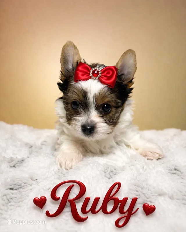 Ruby – Yorkshire Terrier puppy for sale in Concord, CA