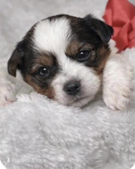 Ruby – Yorkshire Terrier puppy for sale in Concord, CA