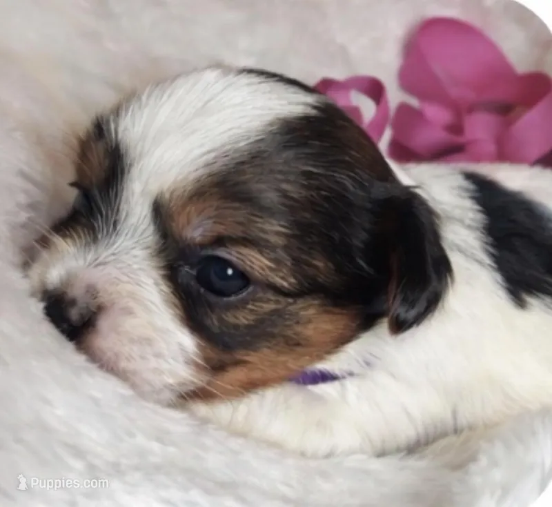 Honey – Yorkshire Terrier puppy for sale in Concord, CA