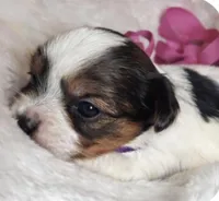 Honey, a female Yorkshire Terrier for sale in Concord, CA – Photo 1 of 4