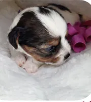 Honey, a female Yorkshire Terrier for sale in Concord, CA – Photo 4 of 4