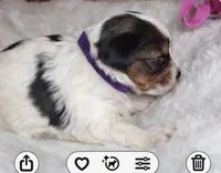 Honey, a female Yorkshire Terrier for sale in Concord, CA – Photo 3 of 4