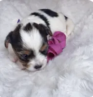 Honey, a female Yorkshire Terrier for sale in Concord, CA – Photo 2 of 4