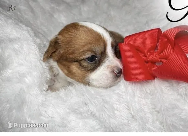 Gigy – Yorkshire Terrier puppy for sale in Concord, CA