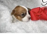 Gigy, a female Yorkshire Terrier for sale in Concord, CA – Photo 1 of 4