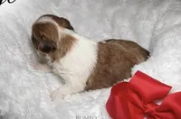 Gigy, a female Yorkshire Terrier for sale in Concord, CA – Photo 3 of 4