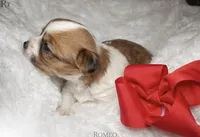 Gigy, a female Yorkshire Terrier for sale in Concord, CA – Photo 2 of 4