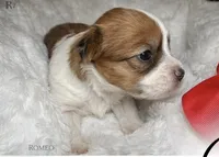 Gigy, a female Yorkshire Terrier for sale in Concord, CA – Photo 4 of 4