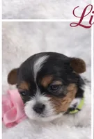 Lily, a female Biewer for sale in Concord, CA – Photo 3 of 4