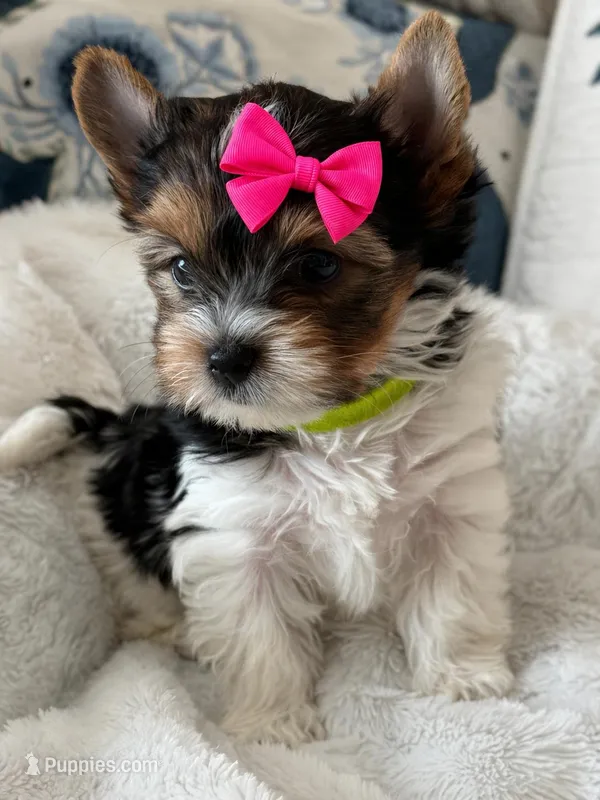 Lily – Biewer puppy for sale in Concord, CA