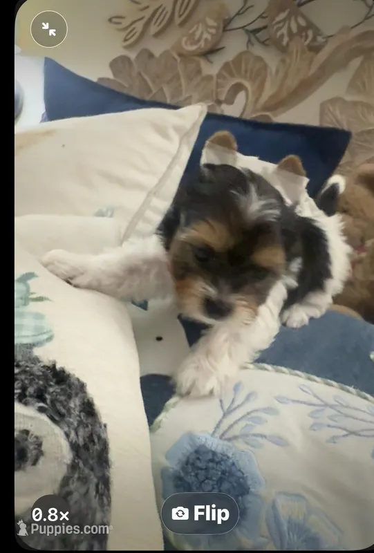 Lily – Biewer puppy for sale in Concord, CA